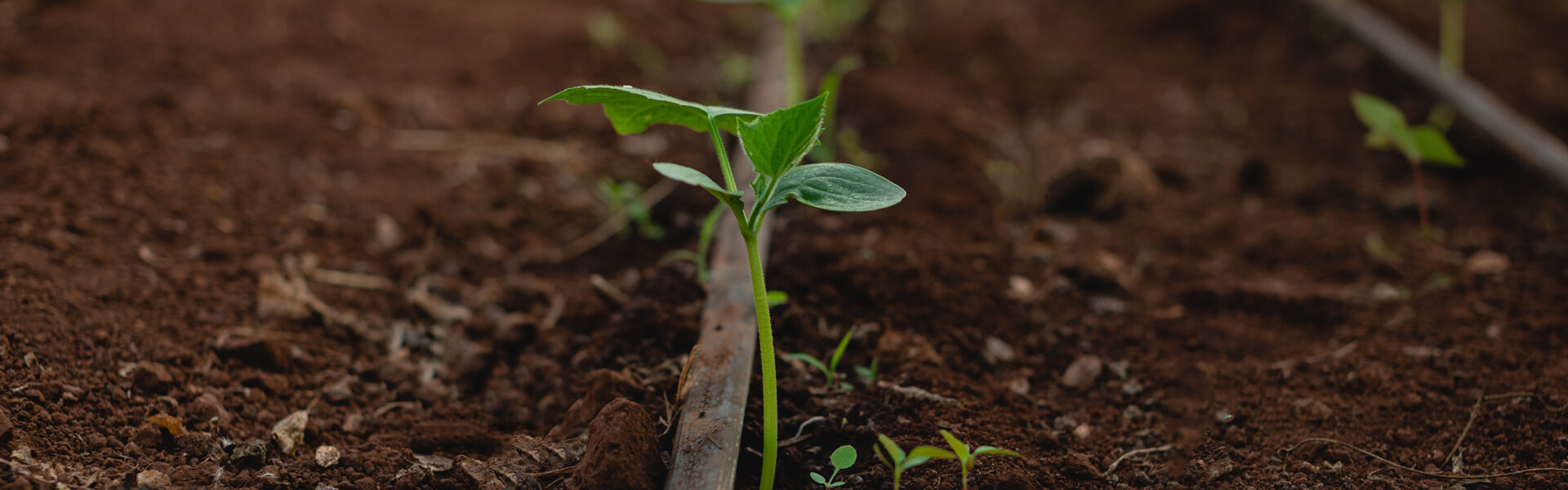 Plántula verde creciendo en un suelo fértil con sistema de riego por goteo, símbolo del cuidado del suelo mediante cultivos de servicio.