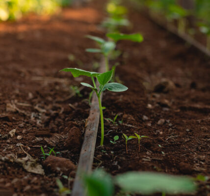 Plántula verde creciendo en un suelo fértil con sistema de riego por goteo, símbolo del cuidado del suelo mediante cultivos de servicio.