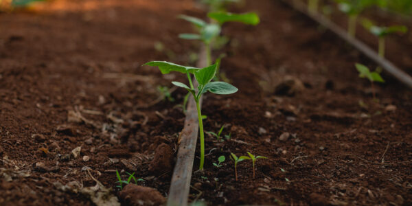 Plántula verde creciendo en un suelo fértil con sistema de riego por goteo, símbolo del cuidado del suelo mediante cultivos de servicio.