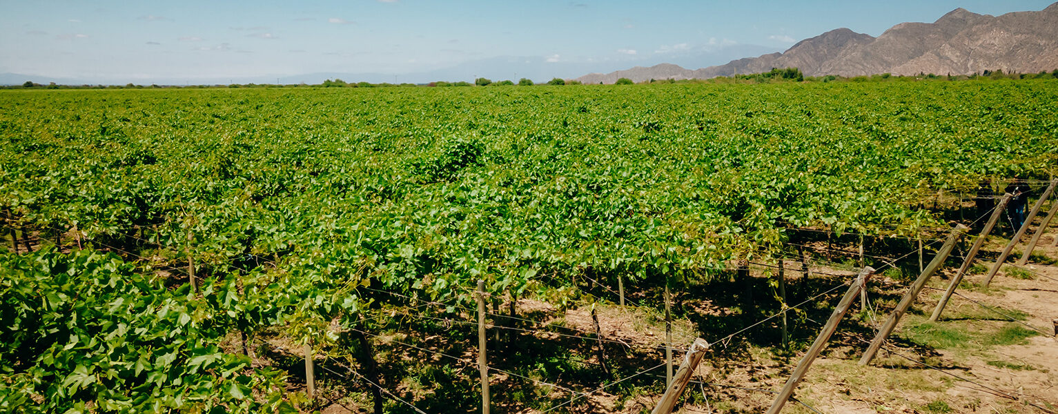 Cultivos alineados y un cielo despejado, representando un ambiente agrícola adecuado para la aplicación de bioinsumos.