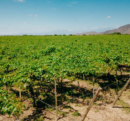 Cultivos alineados y un cielo despejado, representando un ambiente agrícola adecuado para la aplicación de bioinsumos.