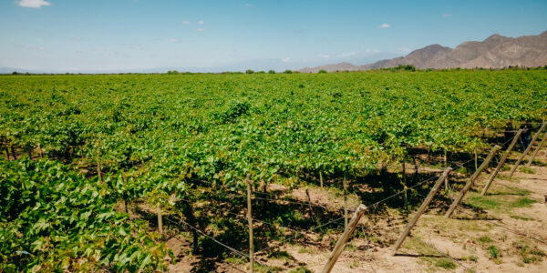 Cultivos alineados y un cielo despejado, representando un ambiente agrícola adecuado para la aplicación de bioinsumos.