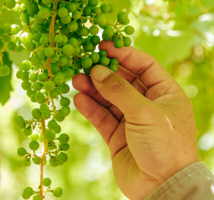 Mano de agricultor examinando un racimo de uvas verdes en crecimiento bajo la sombra de hojas de vid.