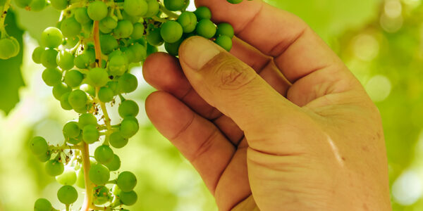 Mano de agricultor examinando un racimo de uvas verdes en crecimiento bajo la sombra de hojas de vid.