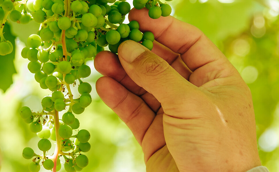 Mano de agricultor examinando un racimo de uvas verdes en crecimiento bajo la sombra de hojas de vid.