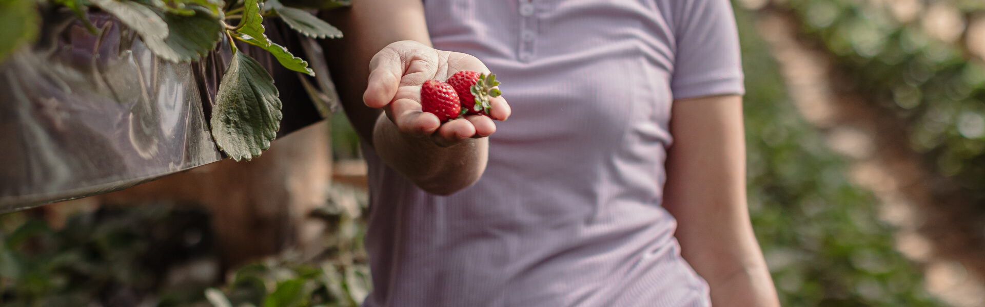 Mujer en cultivo mostrando frutillas rojas recién cosechadas en una mano extendida, rodeada de plantas verdes en un ambiente de invernadero.