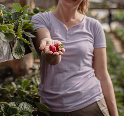 Mujer en cultivo mostrando frutillas rojas recién cosechadas en una mano extendida, rodeada de plantas verdes en un ambiente de invernadero.