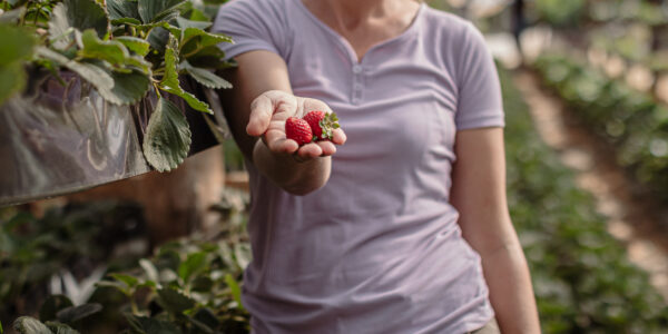 Mujer en cultivo mostrando frutillas rojas recién cosechadas en una mano extendida, rodeada de plantas verdes en un ambiente de invernadero.