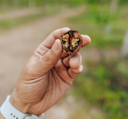 Mano sosteniendo una nuez partida frente a un campo de cultivo.