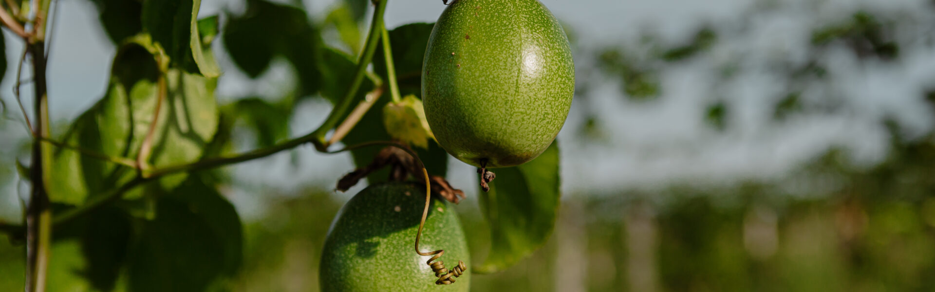 Dos frutos verdes de maracuyá colgando de una planta, rodeados de hojas en un entorno natural y soleado.