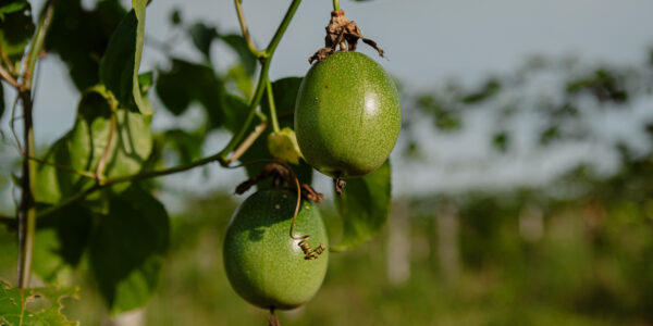 Dos frutos verdes de maracuyá colgando de una planta, rodeados de hojas en un entorno natural y soleado.