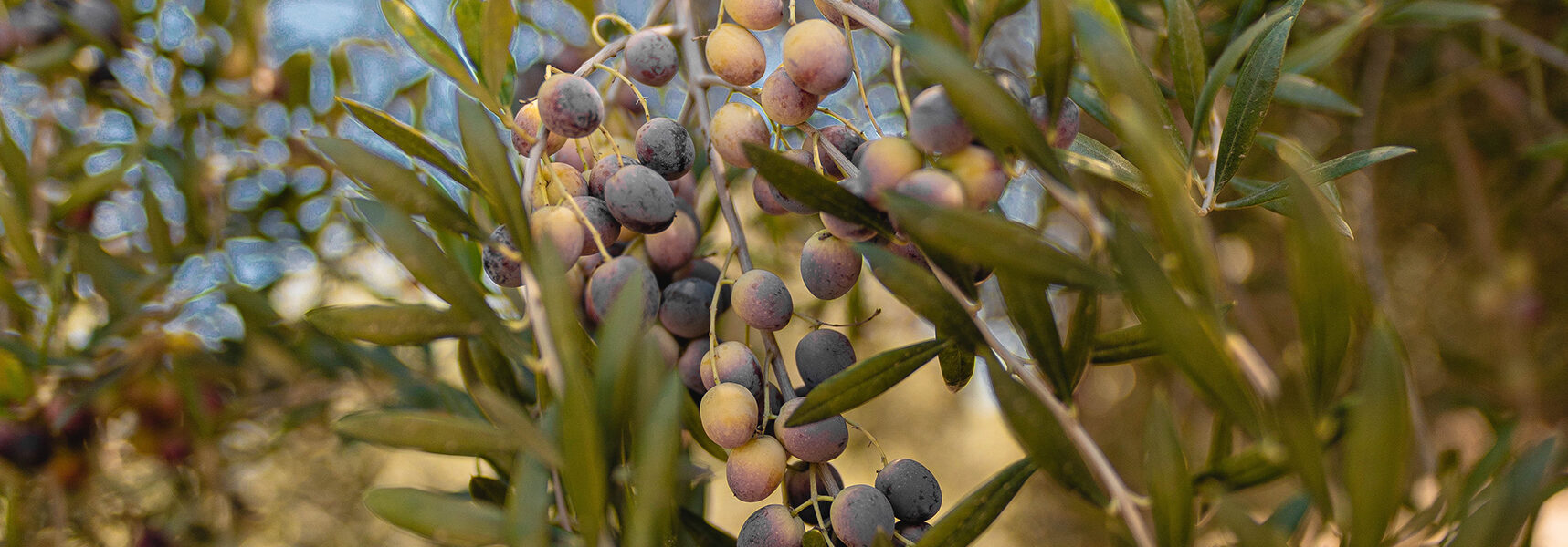 Primer plano de ramas de olivo con frutos en diferentes etapas de maduración, representando los componentes que influyen en la sapidez y calidad del aceite de oliva.