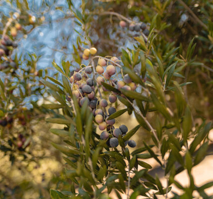 Primer plano de ramas de olivo con frutos en diferentes etapas de maduración, representando los componentes que influyen en la sapidez y calidad del aceite de oliva.