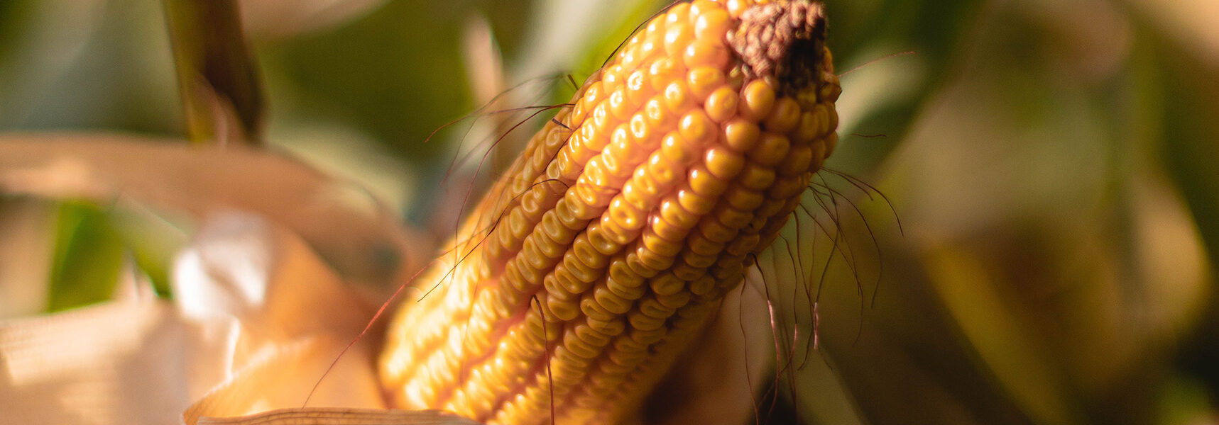 Primer plano de una mazorca de maíz madura en la planta, ilustrando la presencia de minerales esenciales que aportan valor nutricional a frutas y verduras.