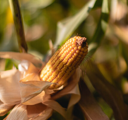 Primer plano de una mazorca de maíz madura en la planta, ilustrando la presencia de minerales esenciales que aportan valor nutricional a frutas y verduras.