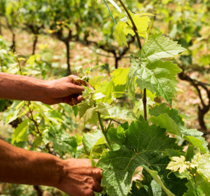 Productores en un viñedo analizan datos en una tablet mientras observan el cultivo bajo luz natural.