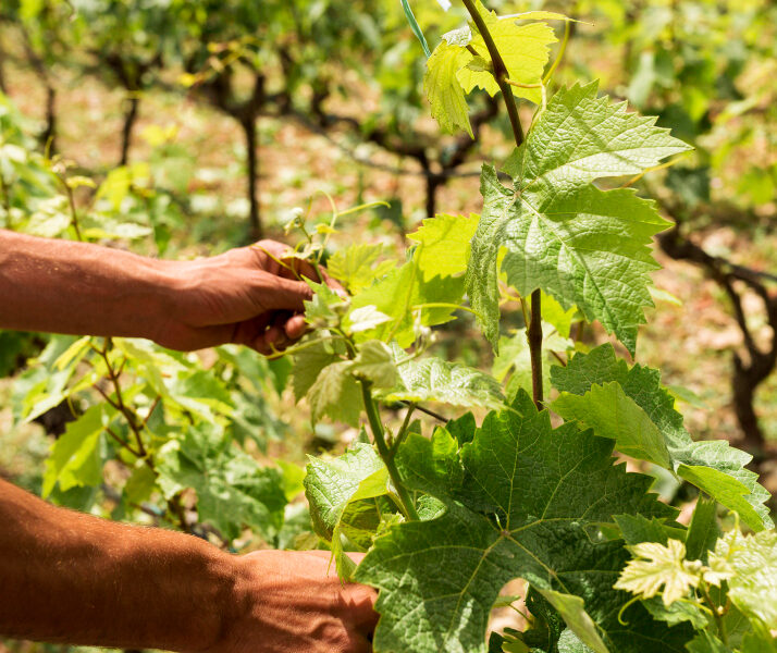 Productores en un viñedo analizan datos en una tablet mientras observan el cultivo bajo luz natural.