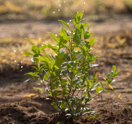 Plántula herbácea nativa creciendo en suelo húmedo mientras recibe riego por aspersión bajo luz natural.