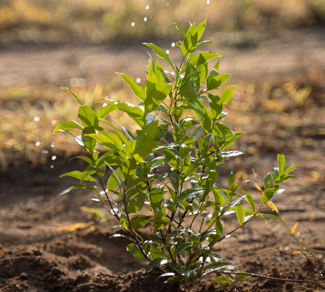 Plántula herbácea nativa creciendo en suelo húmedo mientras recibe riego por aspersión bajo luz natural.
