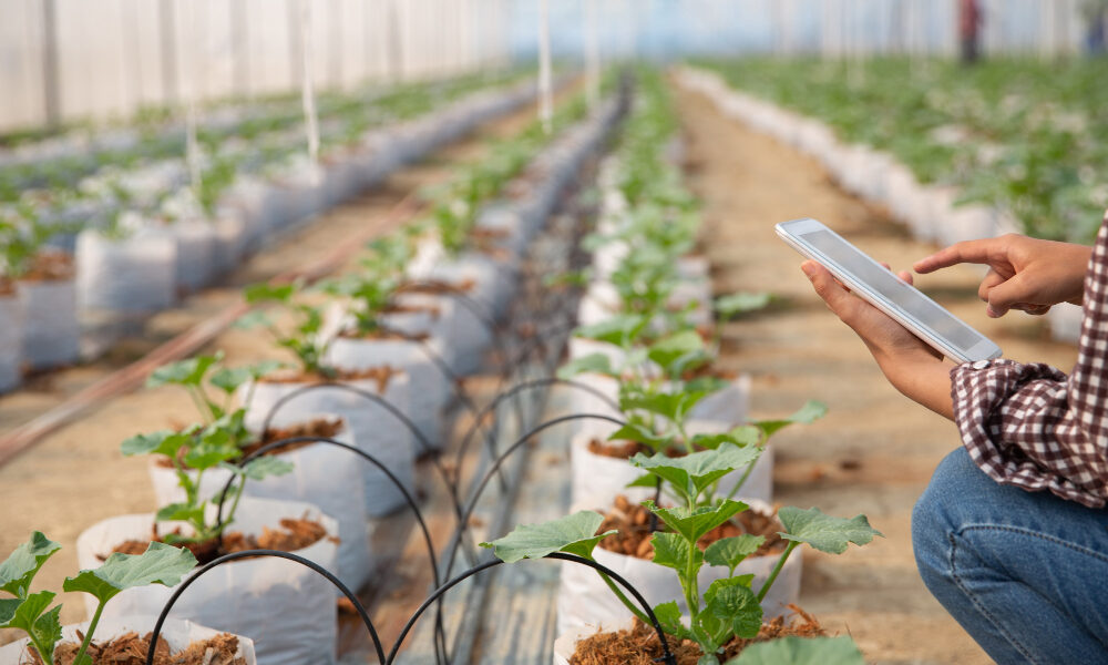 Técnico agrícola utilizando una tablet en un invernadero, monitoreando cultivos en bolsas de sustrato con riego por goteo en hileras.