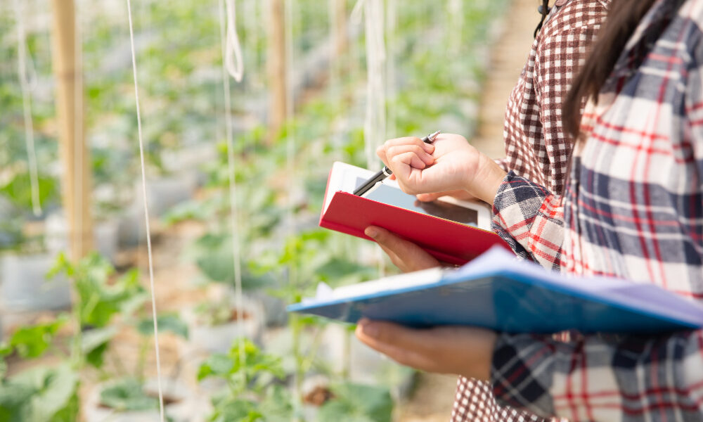 Técnicas agrícolas registran datos en un invernadero con cultivos en hileras, utilizando cuadernos y planillas para evaluar variables productivas y del suelo.