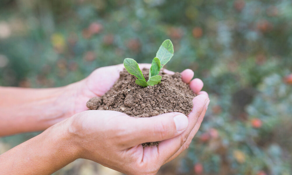 Manos sosteniendo suelo fértil con una plántula verde emergente, representando evaluación biológica y física en estudios de sostenibilidad agrícola.