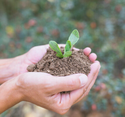 Manos sosteniendo suelo fértil con una plántula verde emergente, representando evaluación biológica y física en estudios de sostenibilidad agrícola.