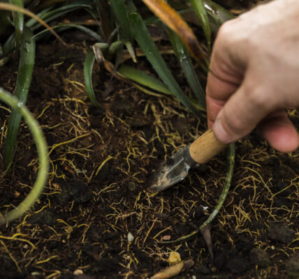 Mano aplica fertilizante granular en el suelo alrededor de una planta, incorporándolo con una herramienta manual.