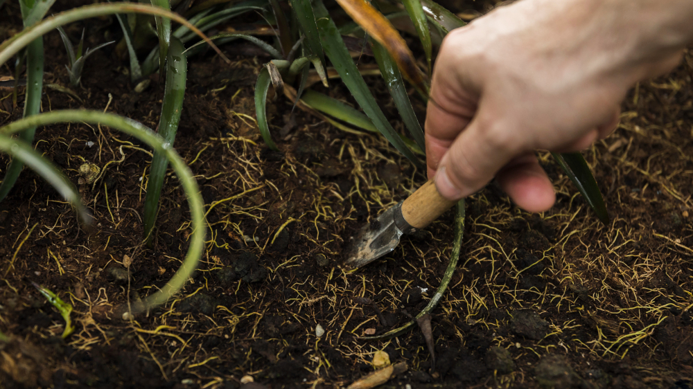 Mano aplica fertilizante granular en el suelo alrededor de una planta, incorporándolo con una herramienta manual.