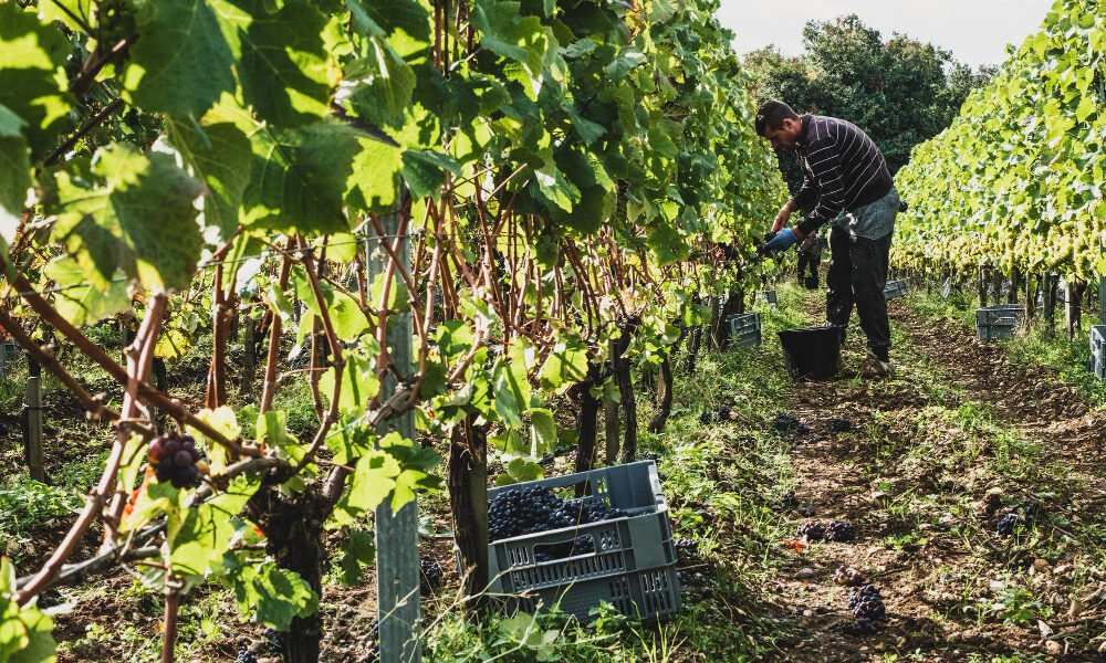 Productor inspecciona plantas en un viñedo, recorriendo hileras para detectar signos de plagas o enfermedades.