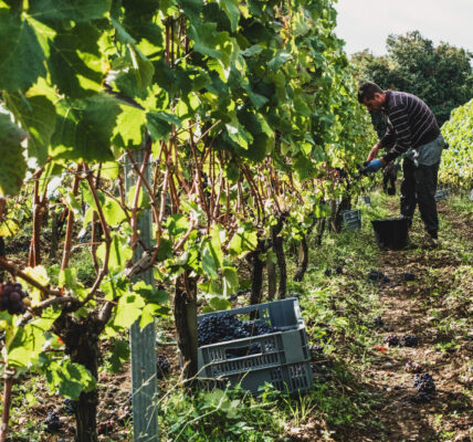 Productor inspecciona plantas en un viñedo, recorriendo hileras para detectar signos de plagas o enfermedades.