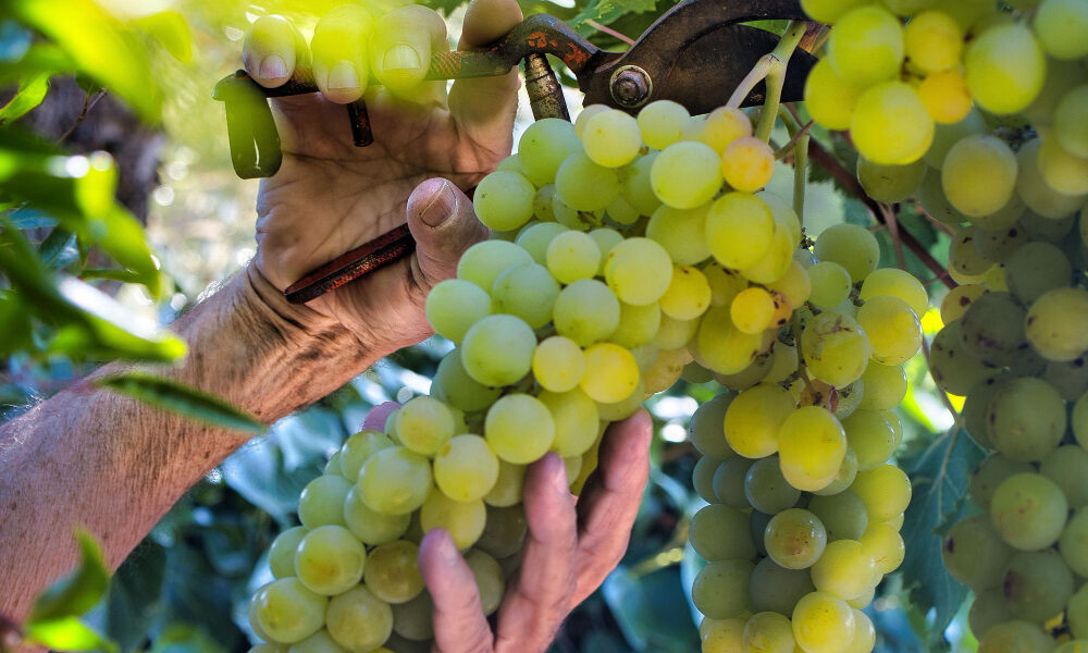 Manos sostienen racimos de uva verde en viñedo, evaluando su maduración en un sistema de cultivo orgánico.