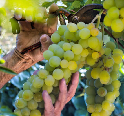 Manos sostienen racimos de uva verde en viñedo, evaluando su maduración en un sistema de cultivo orgánico.