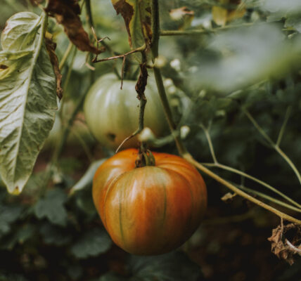 Zapallo maduro colgando de la planta en cultivo a campo, en etapa avanzada de desarrollo.