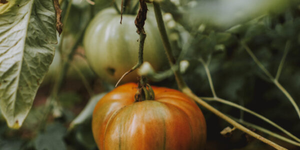 Zapallo maduro colgando de la planta en cultivo a campo, en etapa avanzada de desarrollo.