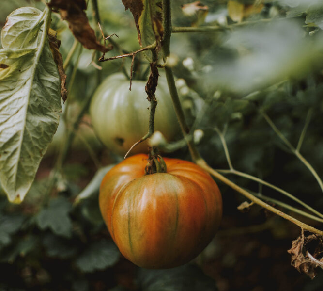 Zapallo maduro colgando de la planta en cultivo a campo, en etapa avanzada de desarrollo.