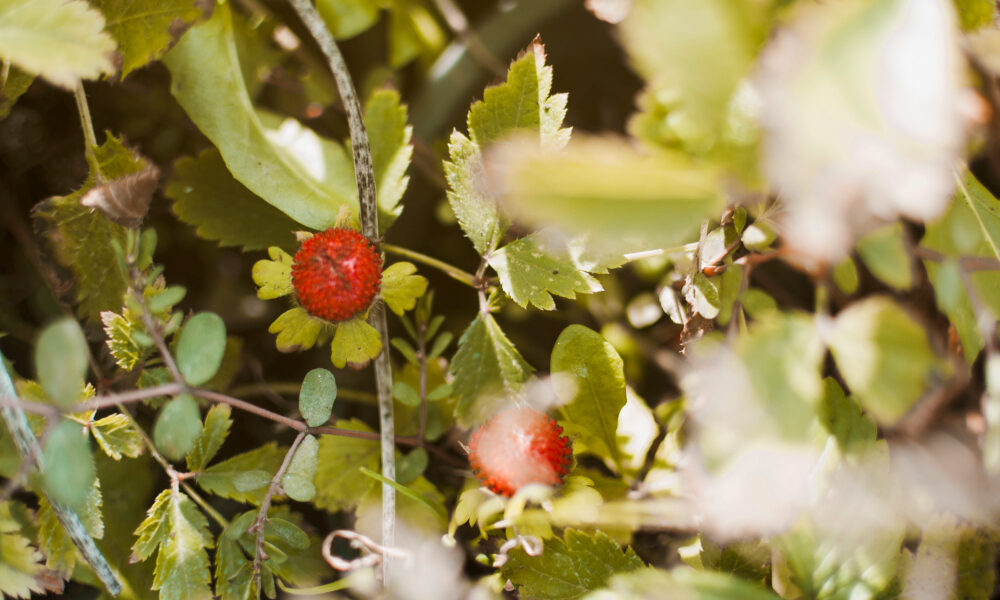 Frutos rojos silvestres entre hojas verdes en entorno natural de la Comarca Andina, en etapa de maduración.