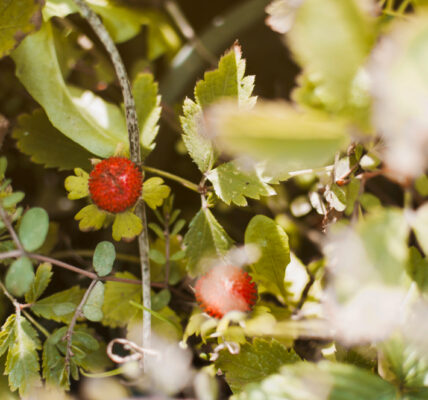 Frutos rojos silvestres entre hojas verdes en entorno natural de la Comarca Andina, en etapa de maduración.
