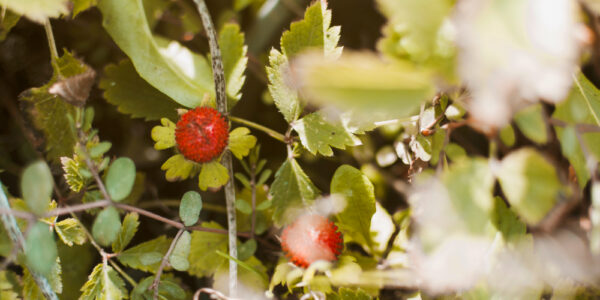 Frutos rojos silvestres entre hojas verdes en entorno natural de la Comarca Andina, en etapa de maduración.
