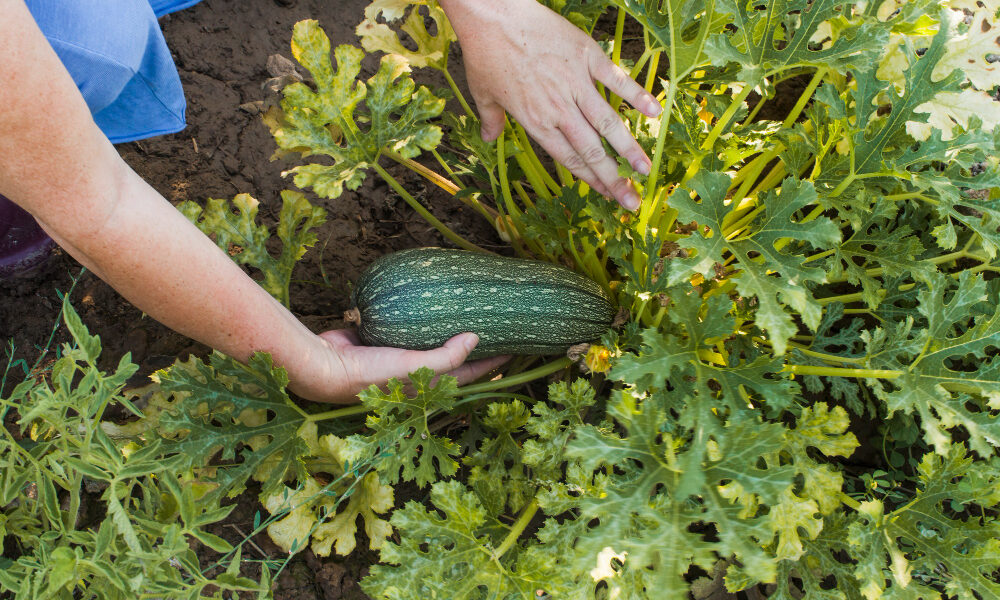 Manos cosechan zapallo anquito verde en planta, rodeado de hojas amplias en cultivo hortícola.