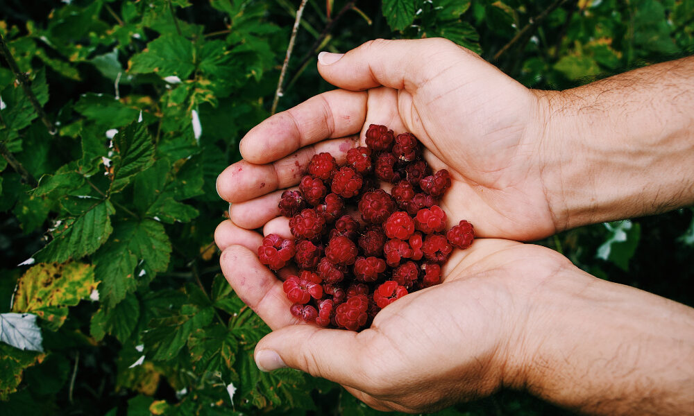 Manos sostienen frambuesas recién cosechadas frente a una plantación en producción.