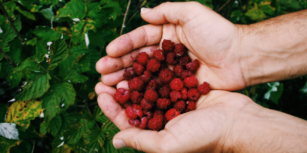 Manos sostienen frambuesas recién cosechadas frente a una plantación en producción.