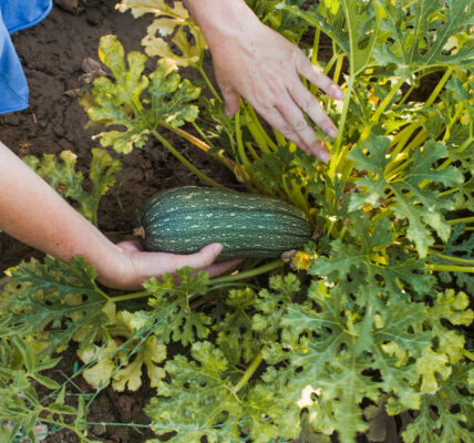 Manos cosechan zapallo anquito verde en planta, rodeado de hojas amplias en cultivo hortícola.