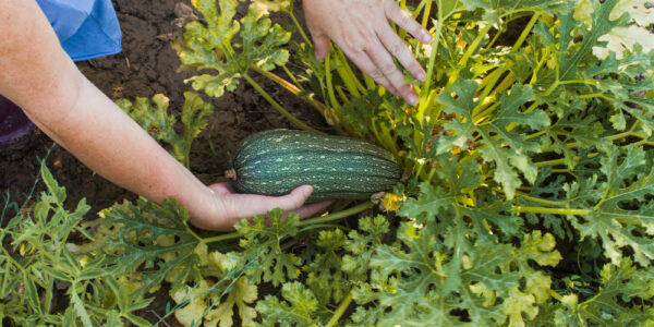 Manos cosechan zapallo anquito verde en planta, rodeado de hojas amplias en cultivo hortícola.