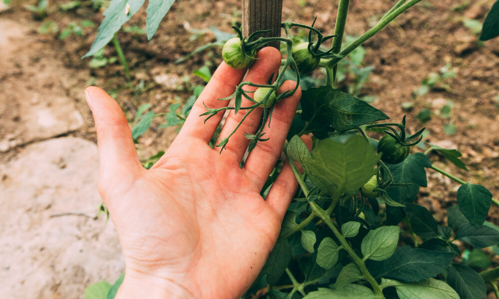 Manos examinando una hoja grande de cultivo en una plantación agrícola.