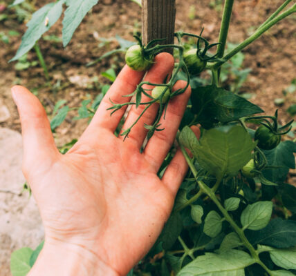 Manos examinando una hoja grande de cultivo en una plantación agrícola.