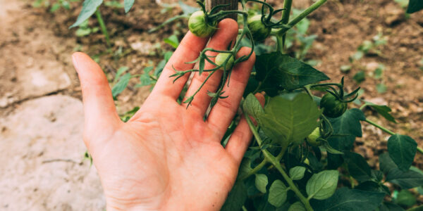 Manos examinando una hoja grande de cultivo en una plantación agrícola.