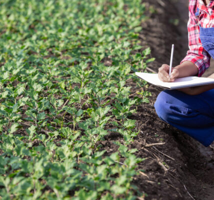 Técnica agrícola observando y registrando datos en una libreta mientras evalúa el estado de los cultivos en un campo sembrado, como parte de un proceso de monitoreo y muestreo de suelos dentro de un plan metodológico agrícola.
