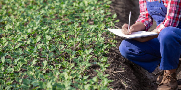 Técnica agrícola observando y registrando datos en una libreta mientras evalúa el estado de los cultivos en un campo sembrado, como parte de un proceso de monitoreo y muestreo de suelos dentro de un plan metodológico agrícola.