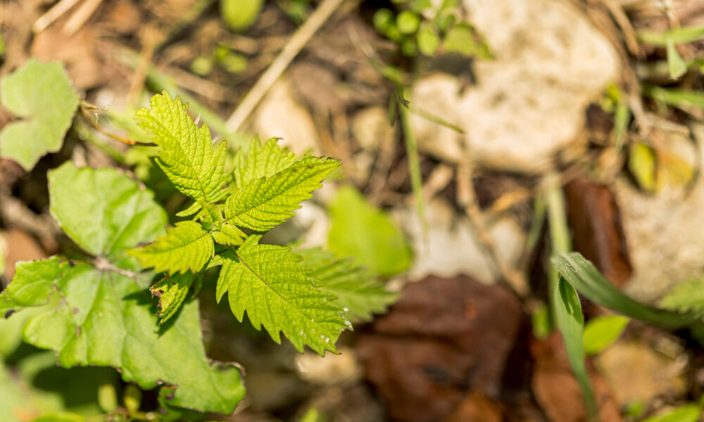 Brotes verdes de una planta joven creciendo sobre el suelo entre hojas secas y piedras, mostrando la superficie vegetal protegida por tejidos epidérmicos que resguardan la estructura del órgano vegetal.